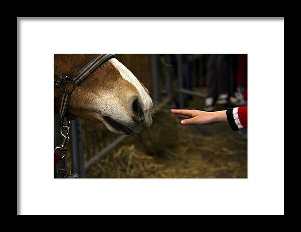 Horse Framed Print featuring the photograph Contact by Raffaella Lunelli