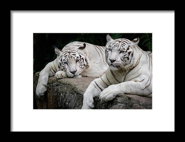 Exotic Framed Print featuring the photograph Contemplation by Ray Shiu