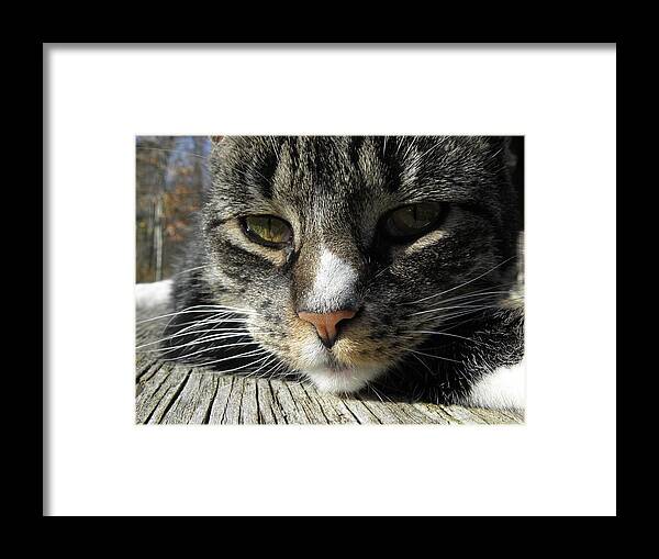 Feline Framed Print featuring the photograph Content by Kim Galluzzo