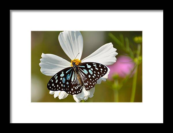 Butterfly Framed Print featuring the photograph A Study in Contrast by Fotosas Photography