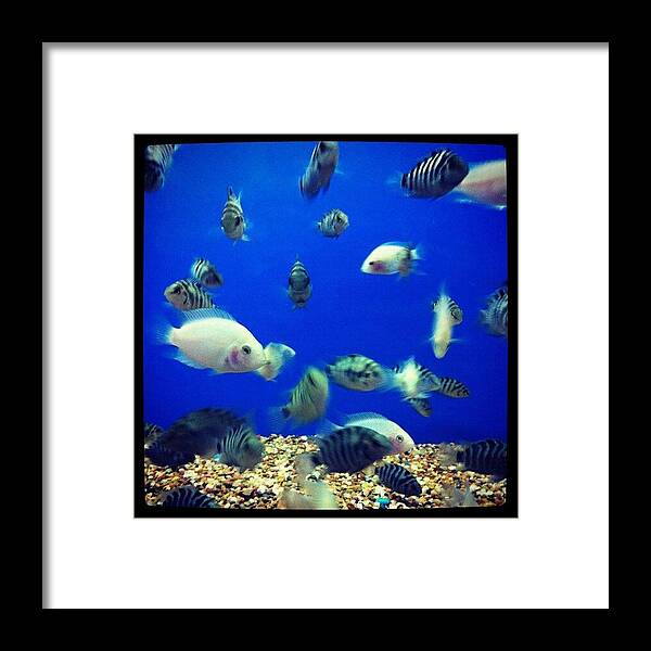 Fishstore Framed Print featuring the photograph Convict by Kristina Parker