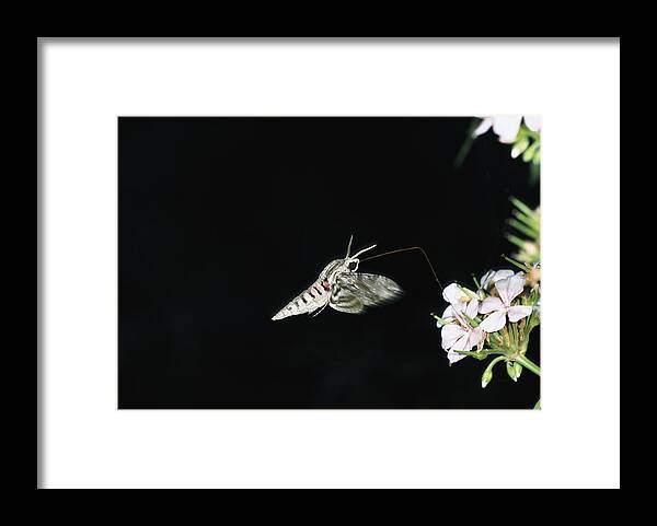 Mp Framed Print featuring the photograph Convolvulus Hawk-moth Agrius Convolvuli by Konrad Wothe