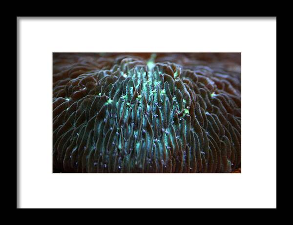 Waikiki Aquarium Framed Print featuring the photograph Coral 2 by Jennifer Bright Burr