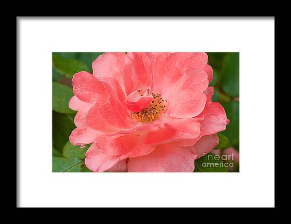 Rose Framed Print featuring the photograph Coral Rose Portrait by Regina Geoghan