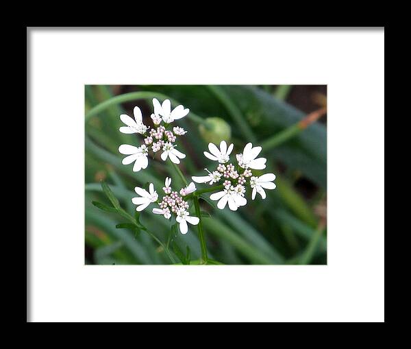 White Flower Framed Print featuring the photograph Coriander Flower by Alfred Ng