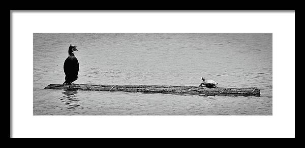 Turtle Framed Print featuring the photograph Cormorant and Turtle by Kevin Munro