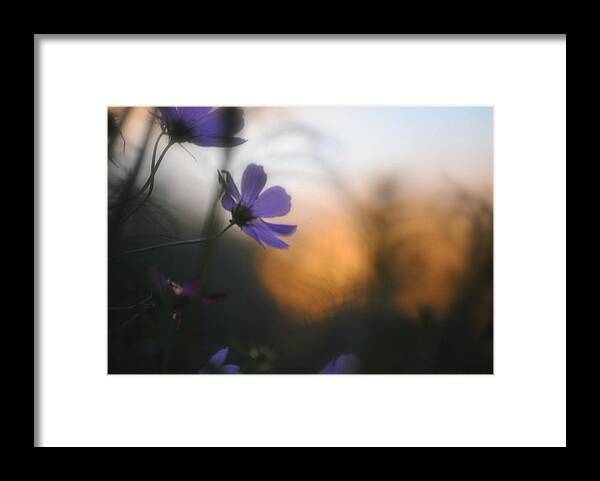 Flower Framed Print featuring the photograph Cosmo Sunset by Marysue Ryan