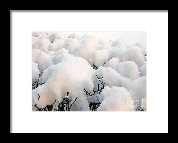 Cotton Framed Print featuring the photograph Cotton. Not. by Ausra Huntington nee Paulauskaite
