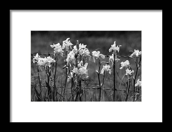 Wildflower. Flower Framed Print featuring the photograph Country Flowers by Rick Rauzi