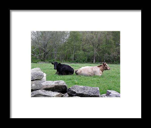 Cows Framed Print featuring the photograph Cows by Kim Galluzzo