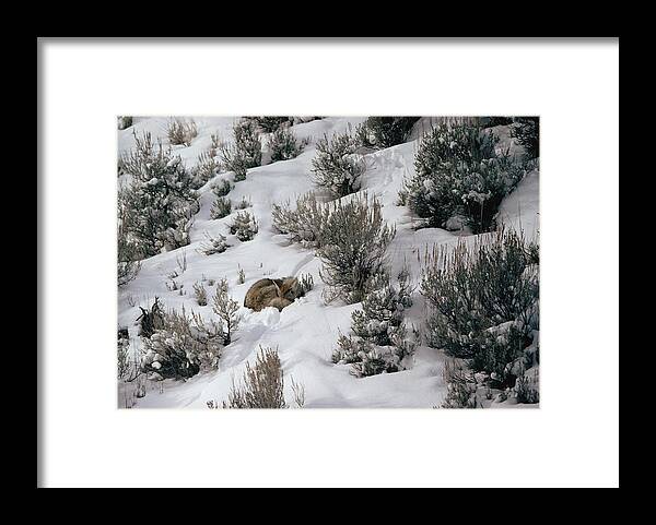 Mp Framed Print featuring the photograph Coyote Canis Latrans Sleeping Amid by Michael Quinton