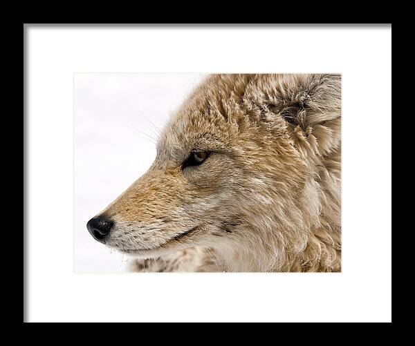 Coyote Framed Print featuring the photograph Coyote by Steve Stuller