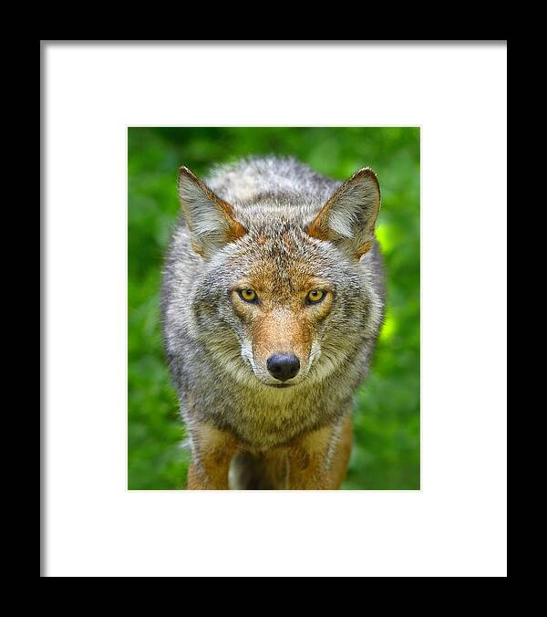 Canis Latrans Framed Print featuring the photograph Coyote by Tony Beck