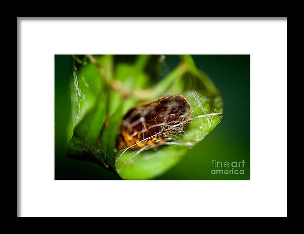 Catepiller Framed Print featuring the photograph Cradle of a Butterfly by Venura Herath