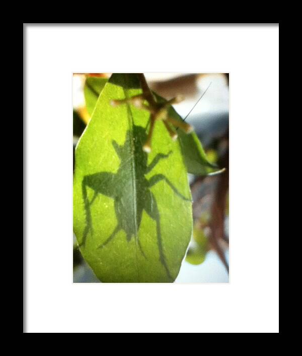 Botanical. Garden. Insect. Cricket. Green Framed Print featuring the photograph Cricket Shadow by Debbi Saccomanno Chan