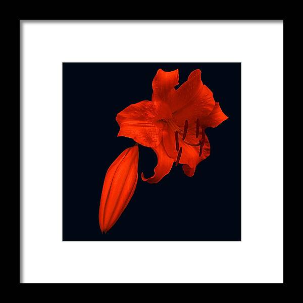 Lily Framed Print featuring the photograph Crimson Lily by Nick Kloepping