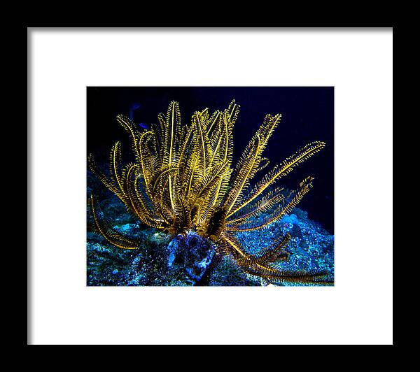 Glowing Crinoid Framed Print featuring the photograph Glowing Crinoid by Jean Noren