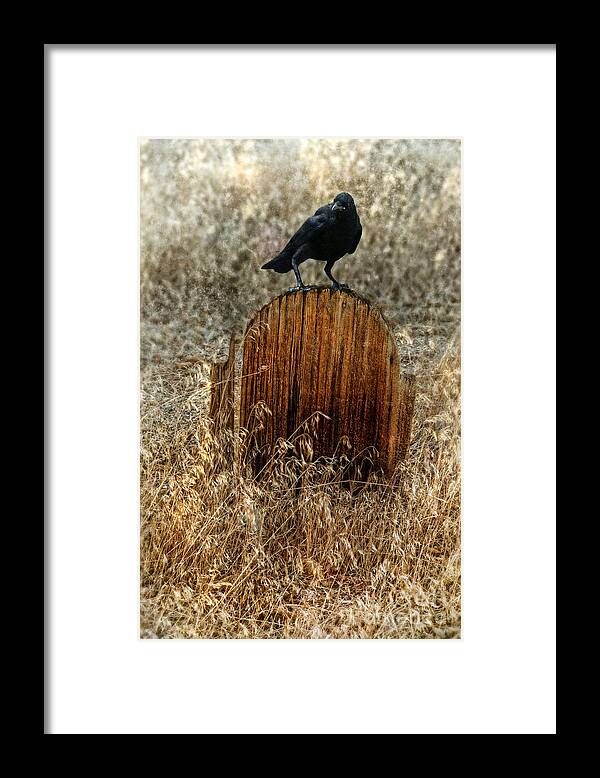 Grave Framed Print featuring the photograph Crow on Old Wooden Grave by Jill Battaglia