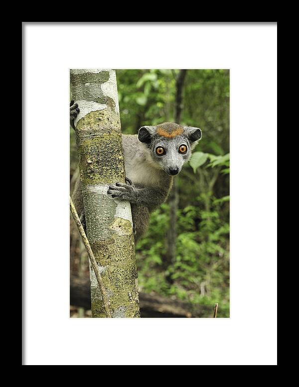 Mp Framed Print featuring the photograph Crowned Lemur Eulemur Coronatus Female by Thomas Marent