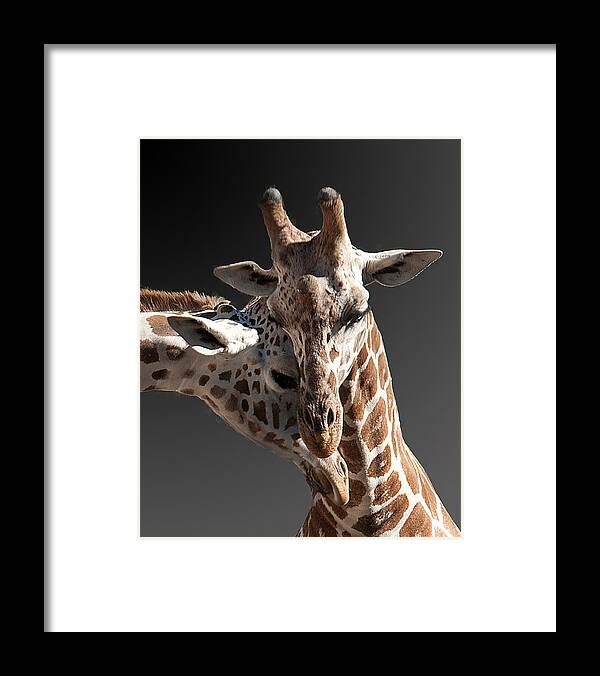 Giraffe Framed Print featuring the photograph Cuddling by Keith Lovejoy