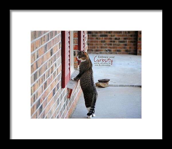 Curious Framed Print featuring the photograph CURIOSITY Inspirational Cat Photograph by Jai Johnson