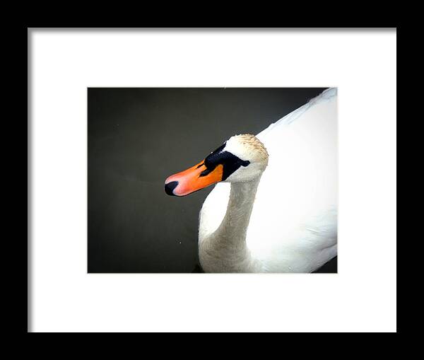 Swan Framed Print featuring the photograph Curiosity by Roberto Alamino