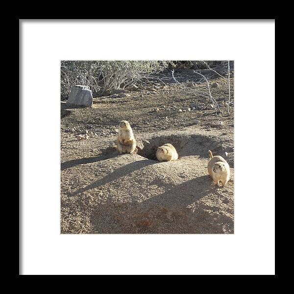Gopher Framed Print featuring the photograph Curious Gophers by Kim Galluzzo Wozniak