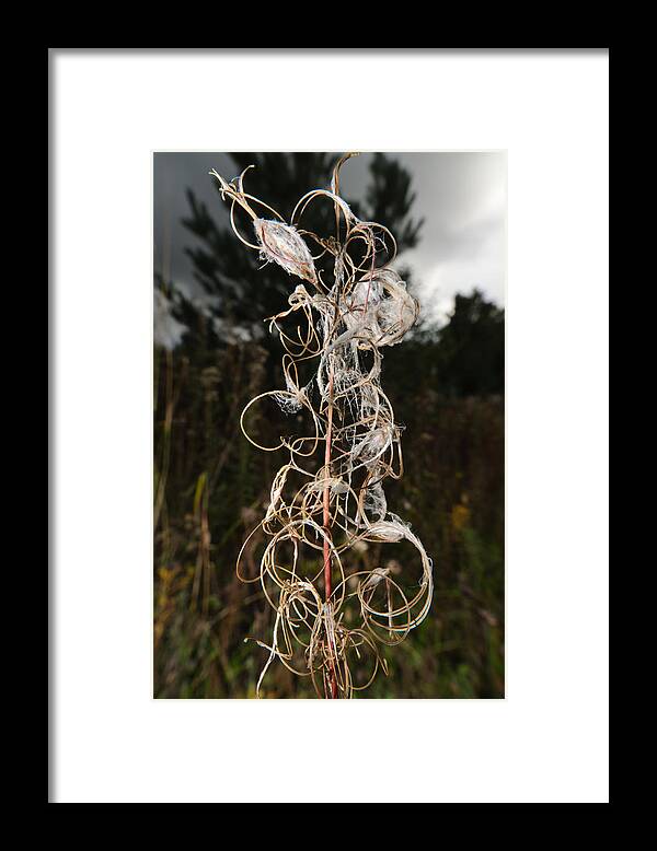 Closeup Framed Print featuring the photograph Curls by Michael Goyberg