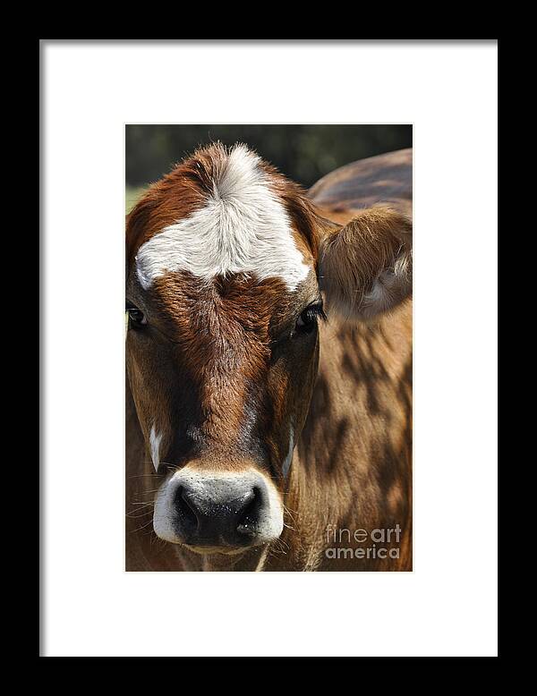 Cute Cow Faces Framed Print featuring the photograph Cute Cow by Cheryl McClure