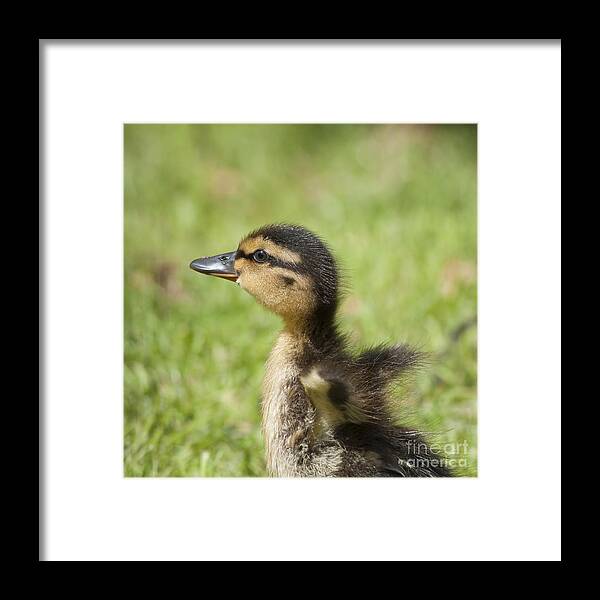 Anas Framed Print featuring the photograph Cute little duckling by Andrew Michael