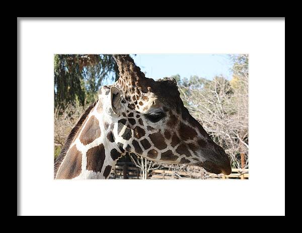 Giraffe Framed Print featuring the photograph Daddy Giraffe by Kim Galluzzo Wozniak