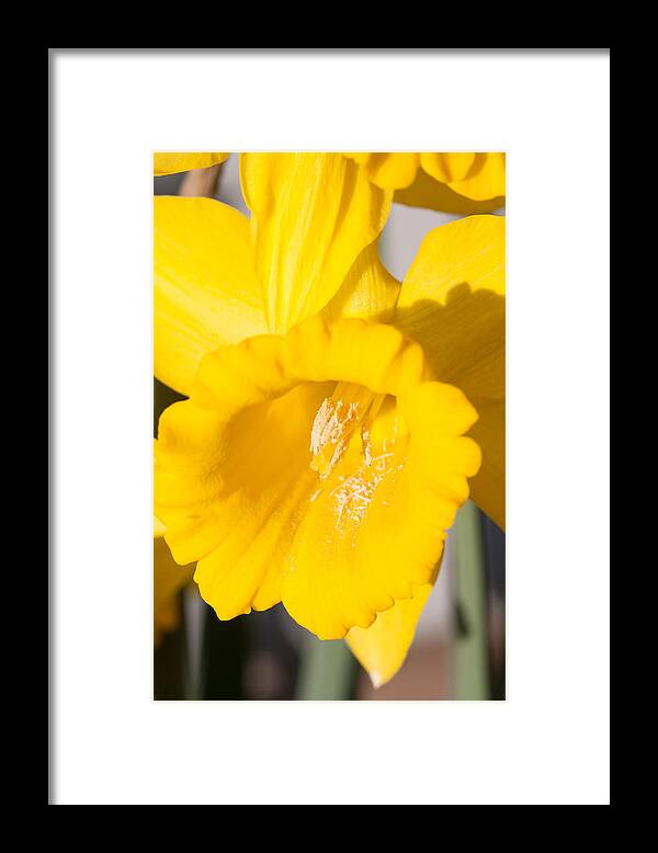 Flower Framed Print featuring the photograph Daffodil Close Up by Dina Calvarese