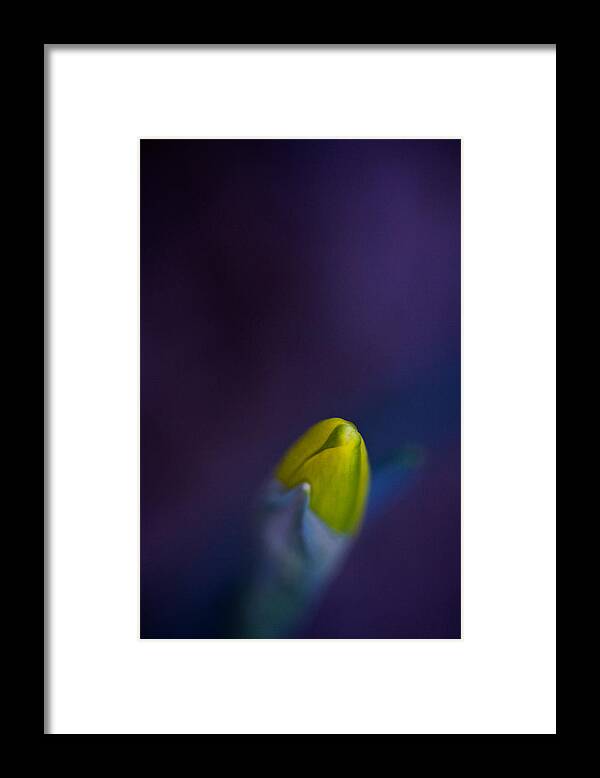 Daffodil Framed Print featuring the photograph Daffodil by Jane Melgaard