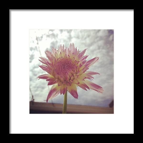  Framed Print featuring the photograph Dahlia And Sky 2 by Gracie Noodlestein
