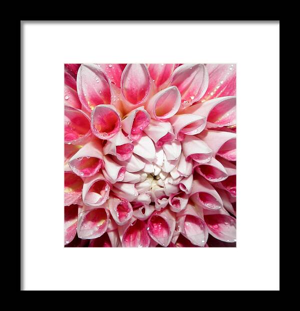 Dahlia Framed Print featuring the photograph Dahlia by night closeup and personal by Kim Galluzzo