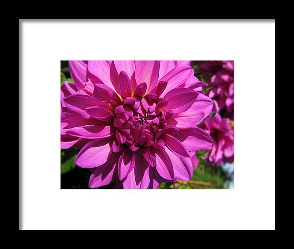 Summer Framed Print featuring the photograph Dahlia Describes The Color Pink 1 by Lora Fisher