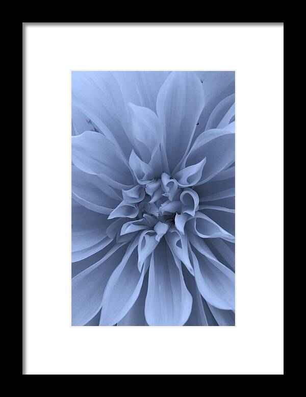 Flora Framed Print featuring the photograph Dahlia in Blue by Bruce Bley