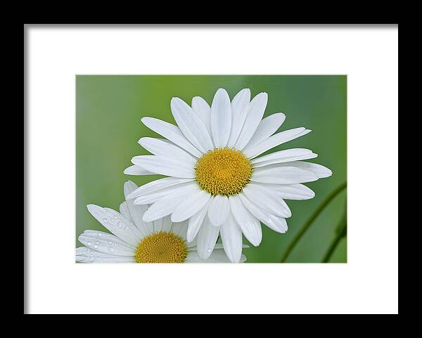 Flower Framed Print featuring the photograph Daisy by Gordon Ripley