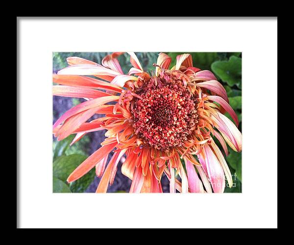 Red Flower Framed Print featuring the photograph Daisy in the Wind by Vonda Lawson-Rosa
