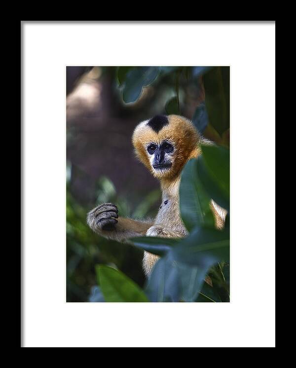 Monkey Framed Print featuring the photograph Damn Papparazzi by Paul Svensen
