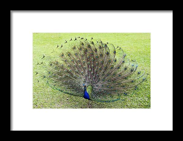 Animal Framed Print featuring the photograph Dance With Me by Teresa Zieba