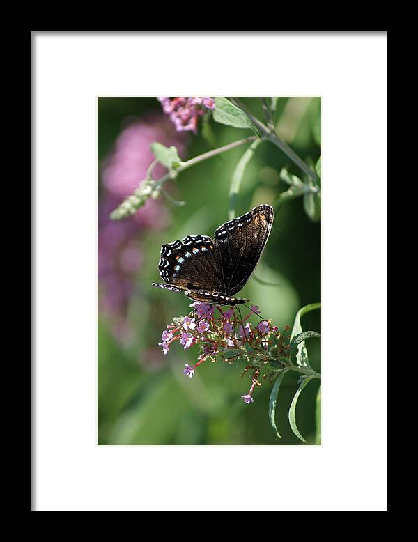 Butterfly Framed Print featuring the photograph Dancing Colors by Margie Avellino