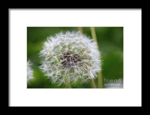 Flowers Framed Print featuring the photograph Dandelion by Todd Blanchard