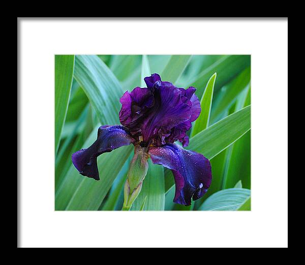 Beautiful Framed Print featuring the photograph Dark Purple Iris by Jai Johnson