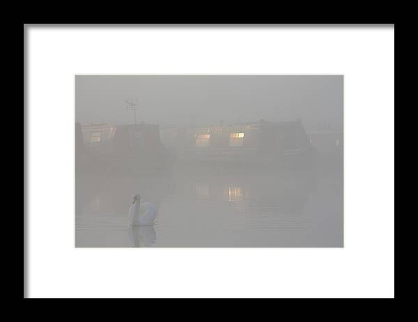 Swan Framed Print featuring the photograph Dawn patrol by Linsey Williams