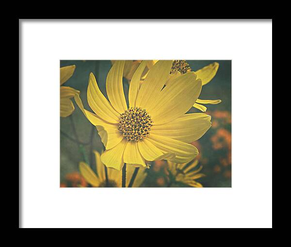 Yellow Framed Print featuring the photograph Daydreaming is Free by Robin Dickinson