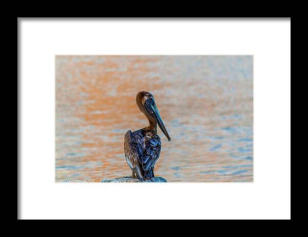 Pelican Framed Print featuring the photograph Days End Pelican by Shannon Harrington