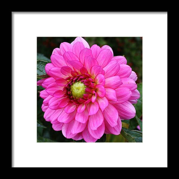 Flora Framed Print featuring the photograph Dazzling Vibrant Pink Dahlia by Bruce Bley