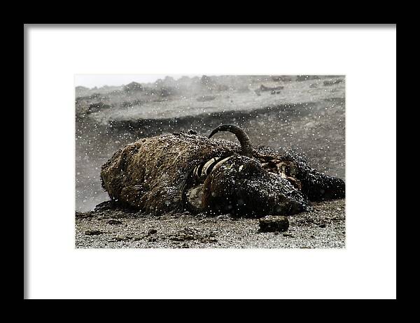 Bison Framed Print featuring the photograph Dead Bison Yellowstone National Park by Benjamin Dahl