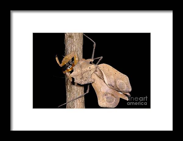 Praying Mantis Framed Print featuring the photograph Dead-leaf Mantid by Dant Fenolio